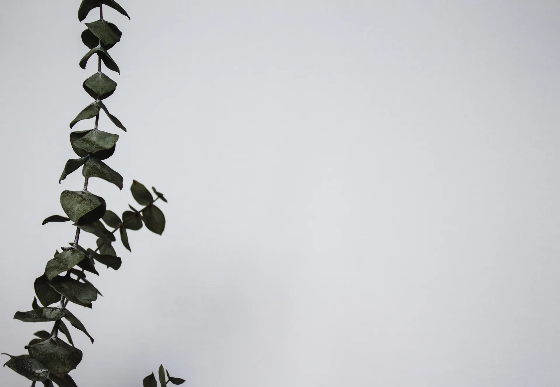 Green leaves on a white wall